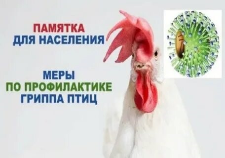 Меры по профилактике гриппа птиц. Меры по профилактике гриппа птиц.